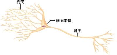 神經細胞形狀
